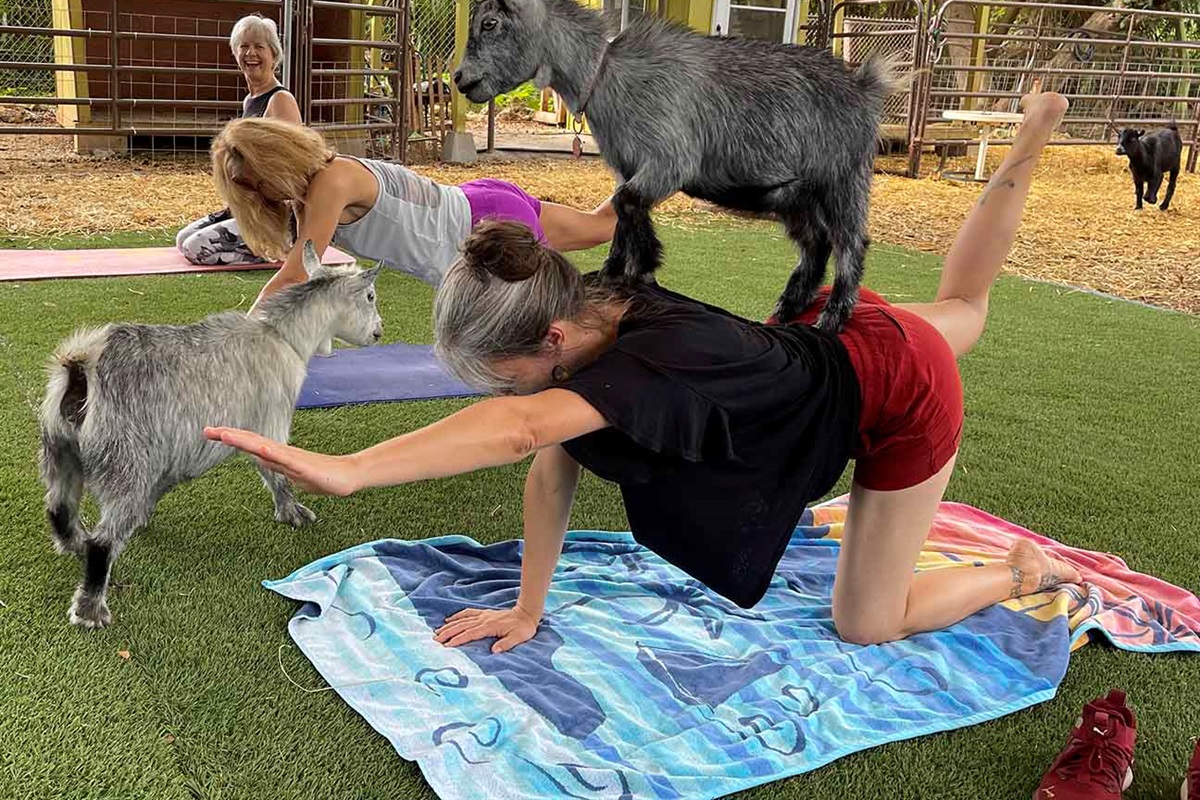 Goat yoga