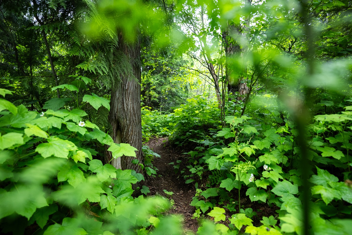 Walk through our seasonal rainforest trail - lush with greenery, wild berries and towering trees.