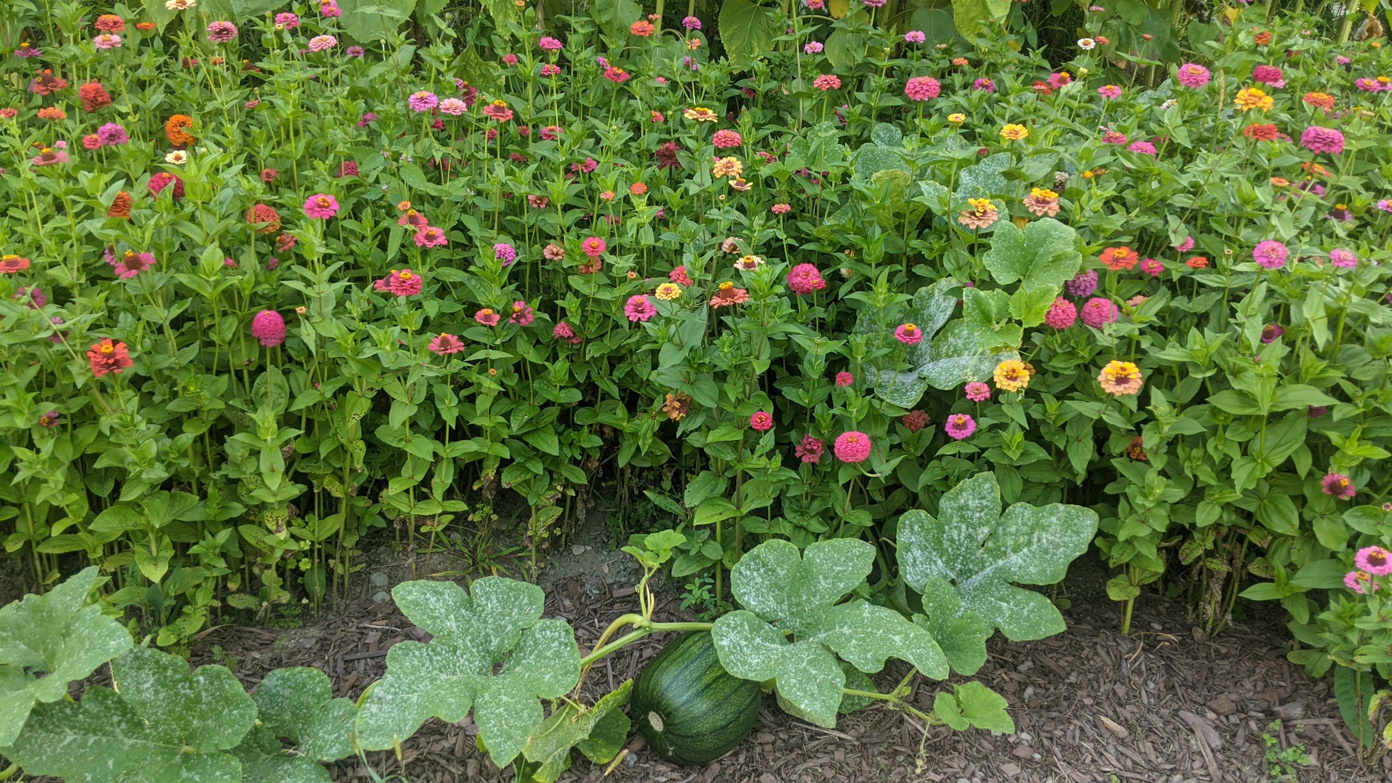 Zinnias and pumpkins