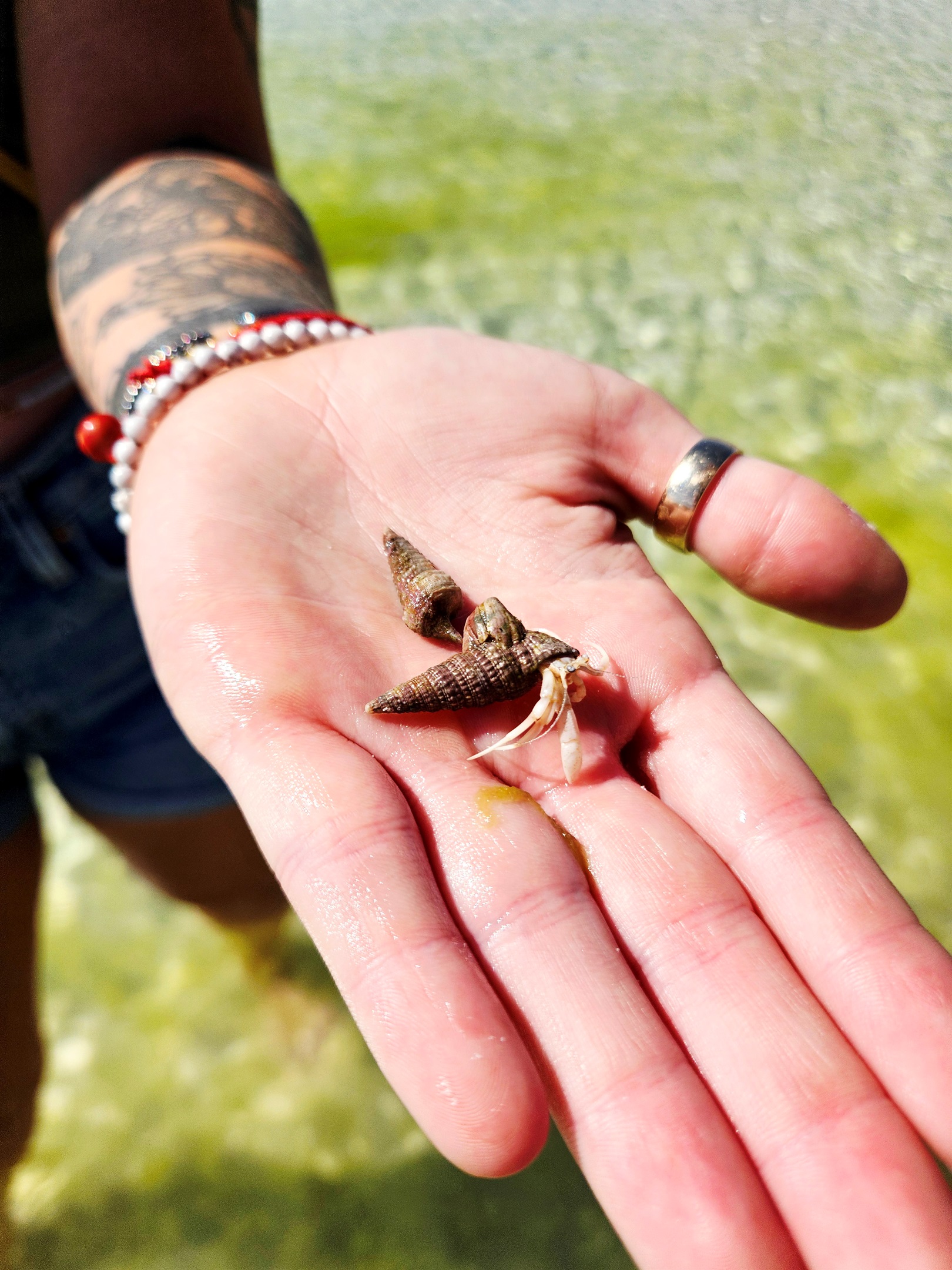 Do you love looking at shells? You may find one that is still home to a crab !
