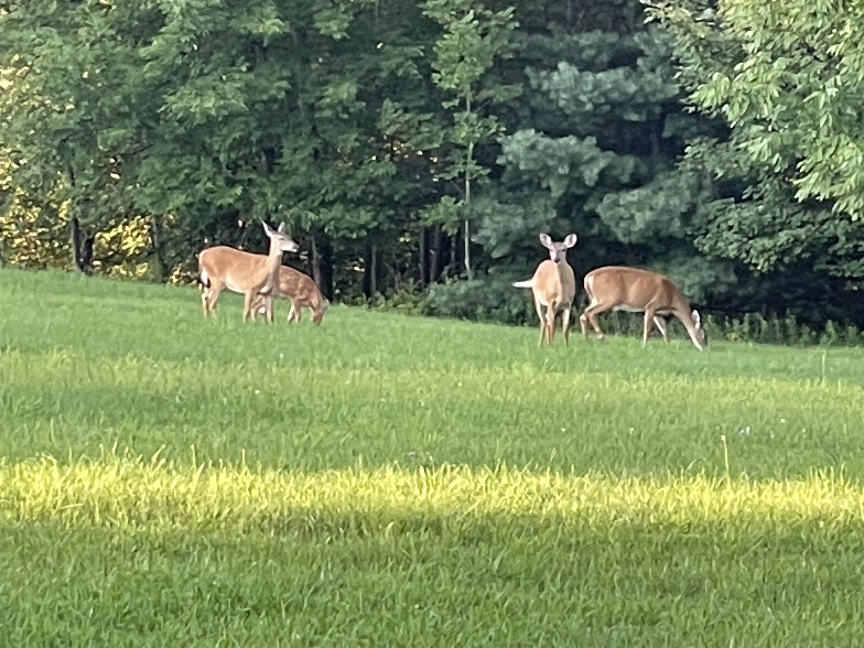 Hilltop Hideaway local deer grazing in the large lawn.