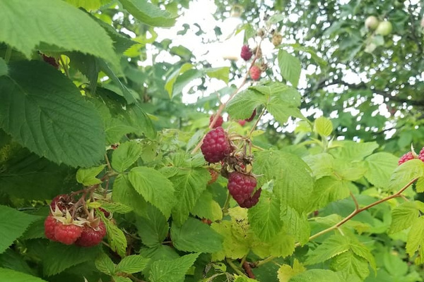 Raspberries 