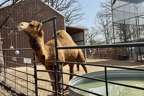 Hochatown Petting Zoo – Family favorite (8 min drive)