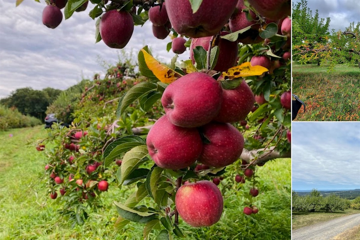 Masker Orchards. - 18 miles