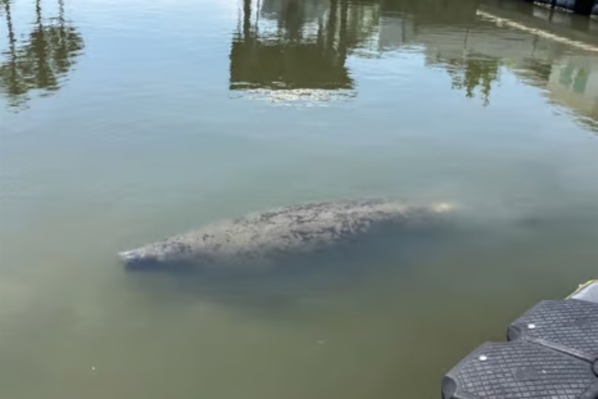 Manatee Visiting Our Dock