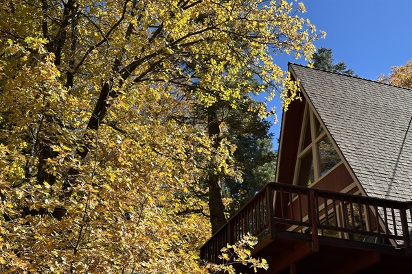 Oak trees showing their fall colors off the back deck