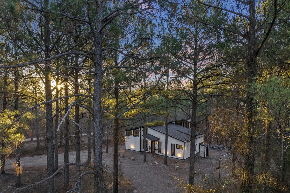 Golden hour through the pines, where sunlight, stillness, and nature come together beautifully.