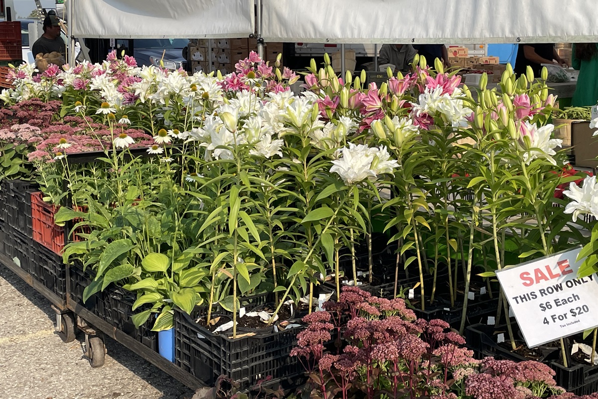 St. Jacob's Farmer's Market
