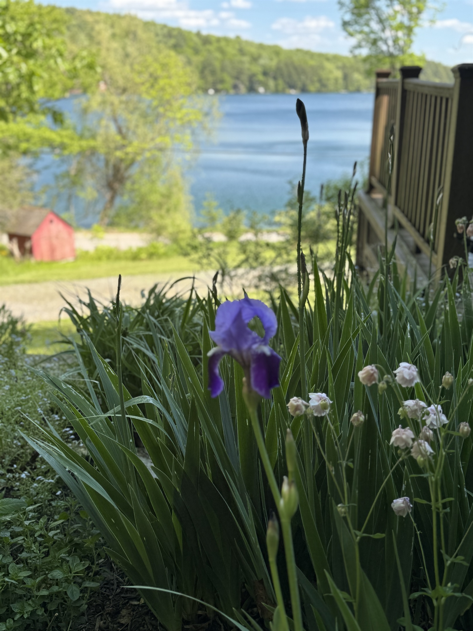 Beautiful flowers at Camp Easley