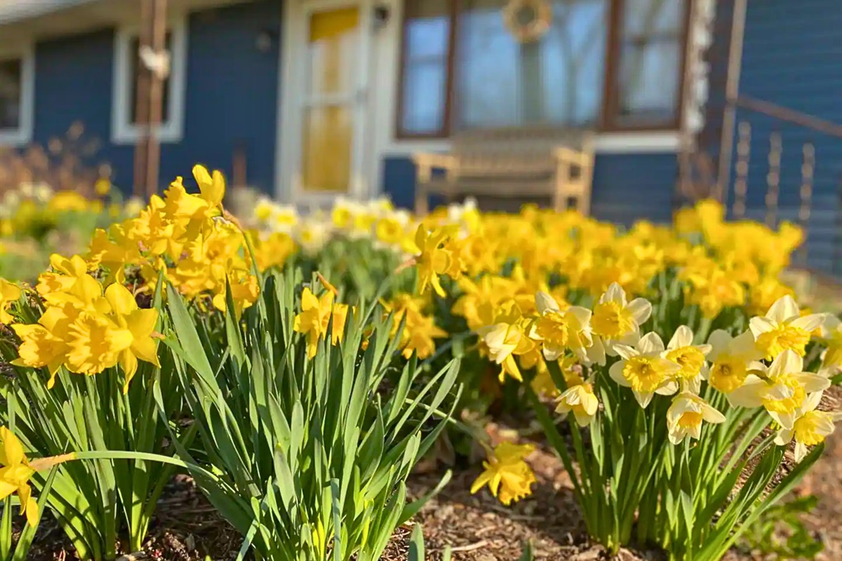 Beautiful Daffodils in the Garden