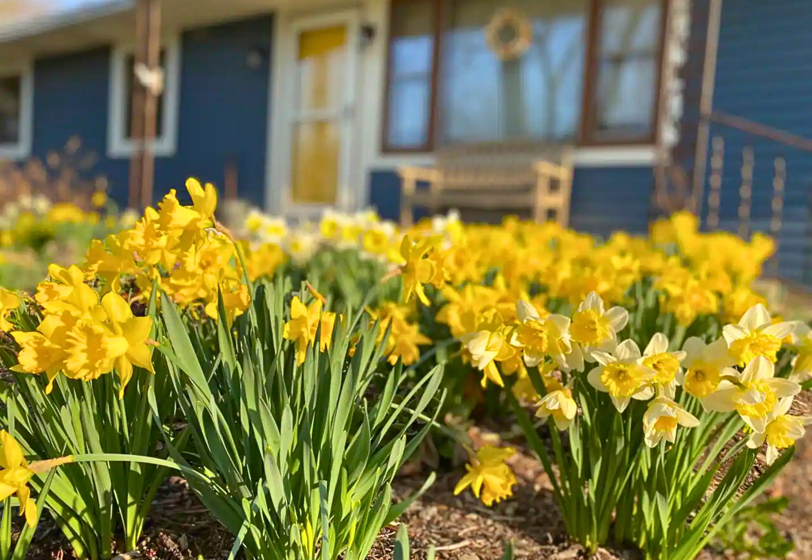Beautiful Daffodils in the Garden