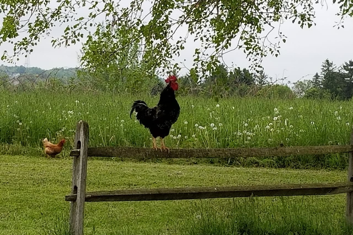 Rooster