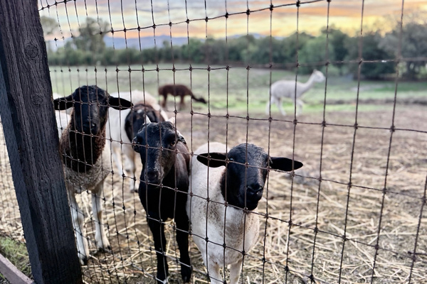 Look into a sheep’s sweet eyes and the way you think about food begins to shift. We aren’t vegan; we simply believe humanely raised animal protein can be part of living with greater care, gratitude and harmony with nature.