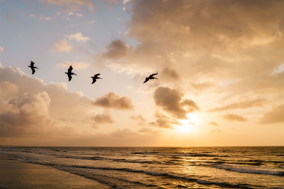 Sunset pelicans over the Gulf — the nightly show, free with your stay.
