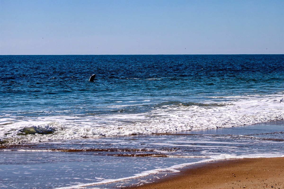 Dolphins playing on a beautiful day!