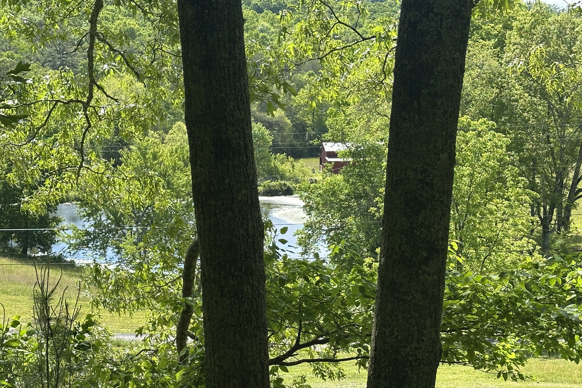 View of neighbors pond from the forest canopy