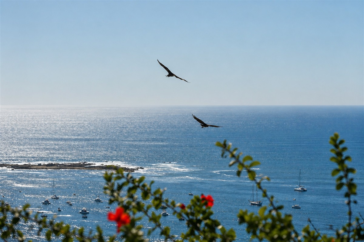 Watch the sea birds fly by