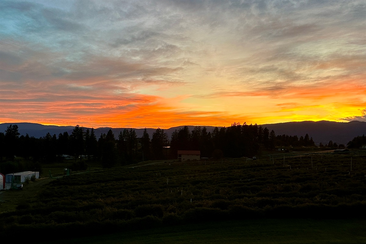 Sunset view over the Haskap farm