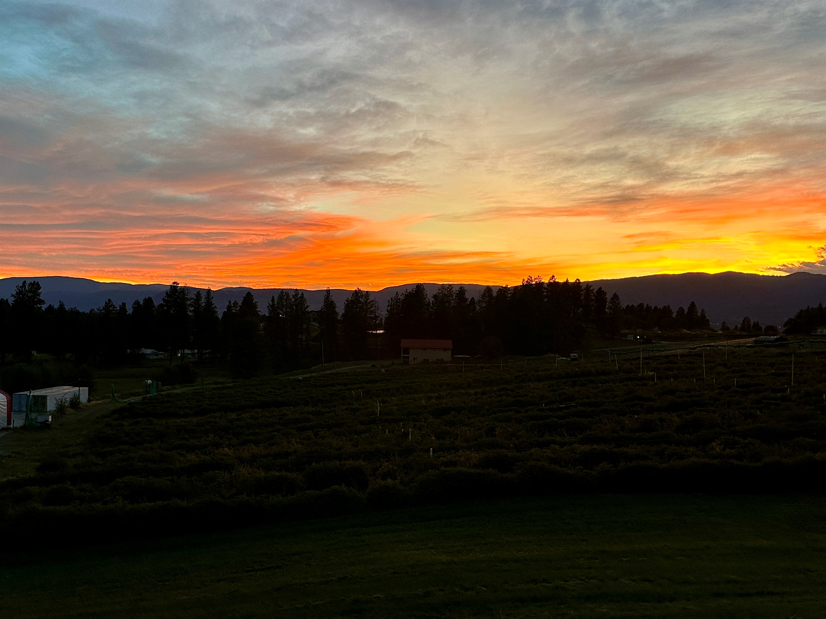Sunset view over the Haskap farm