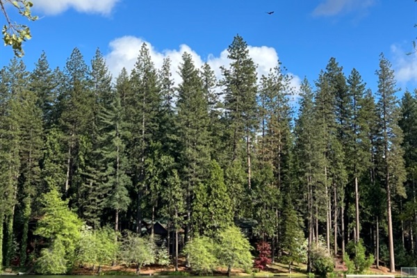 Twain Harte Lake