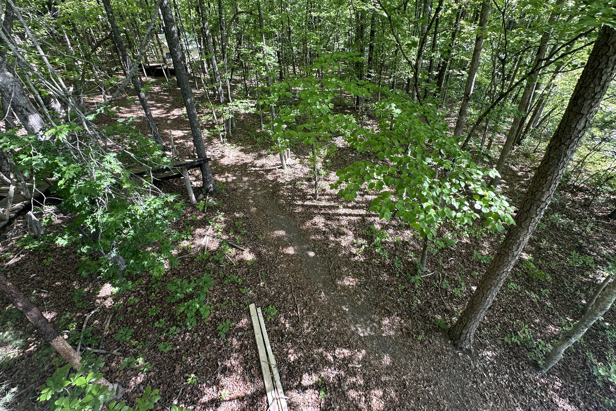 Looking down at the forest floor from 25ft high in the forest canopy