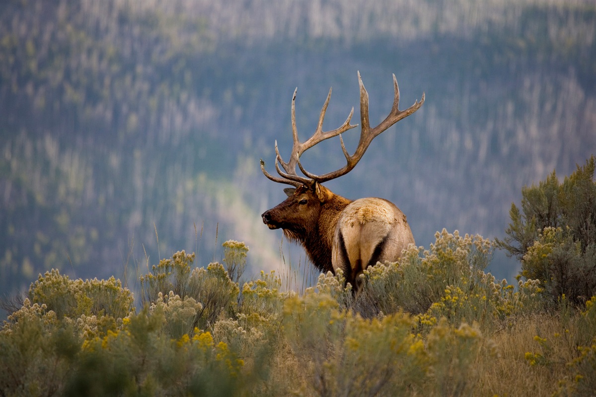 Bull Elk, Yellowstone
