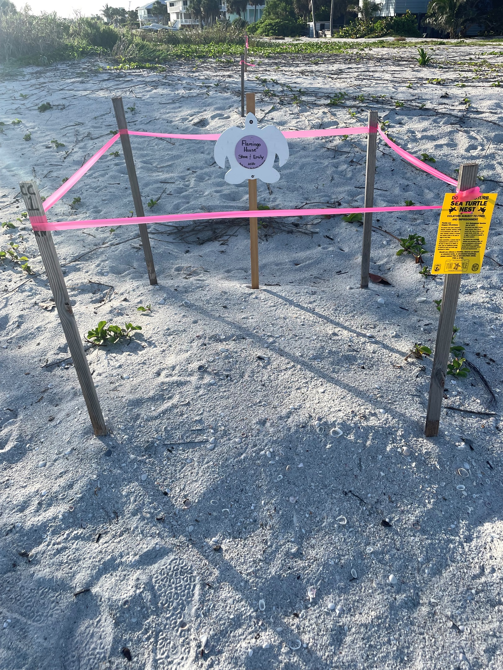 Sea turtle nesting area
