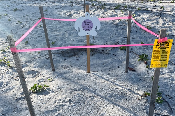 Sea turtle nesting area