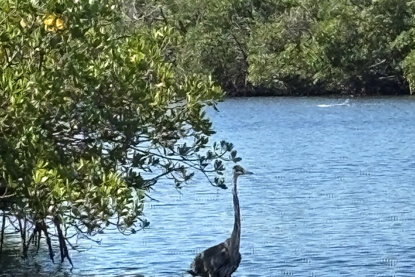 Here's another neighbor enjoying the good fishing