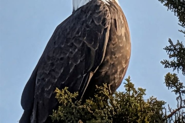 Bald Eagle spotted just up the road.   If you enjoy birding, we are in an amazing area, lots of year round birds, we are in a direct path of migrating birds 