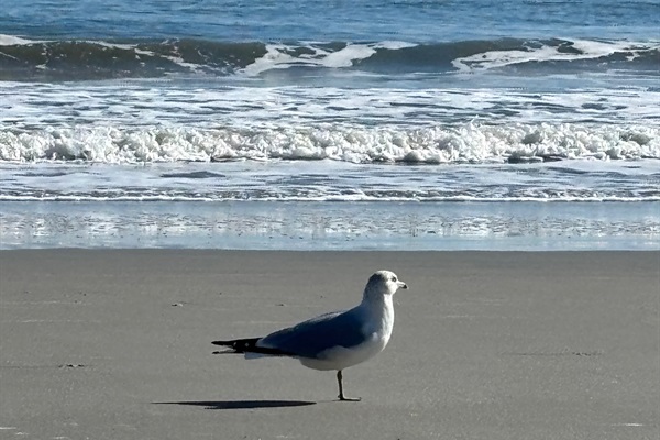 Fred the Seagull