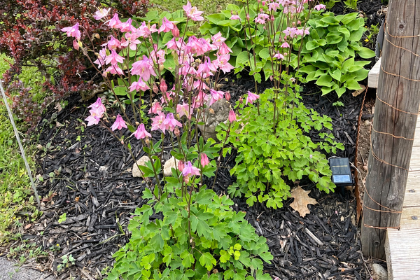 Flowers and greenery around the cottage.