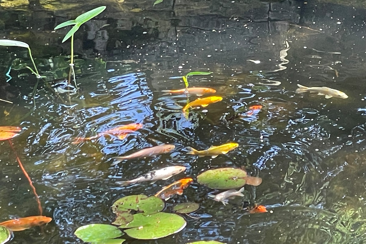 25+ Koi fish