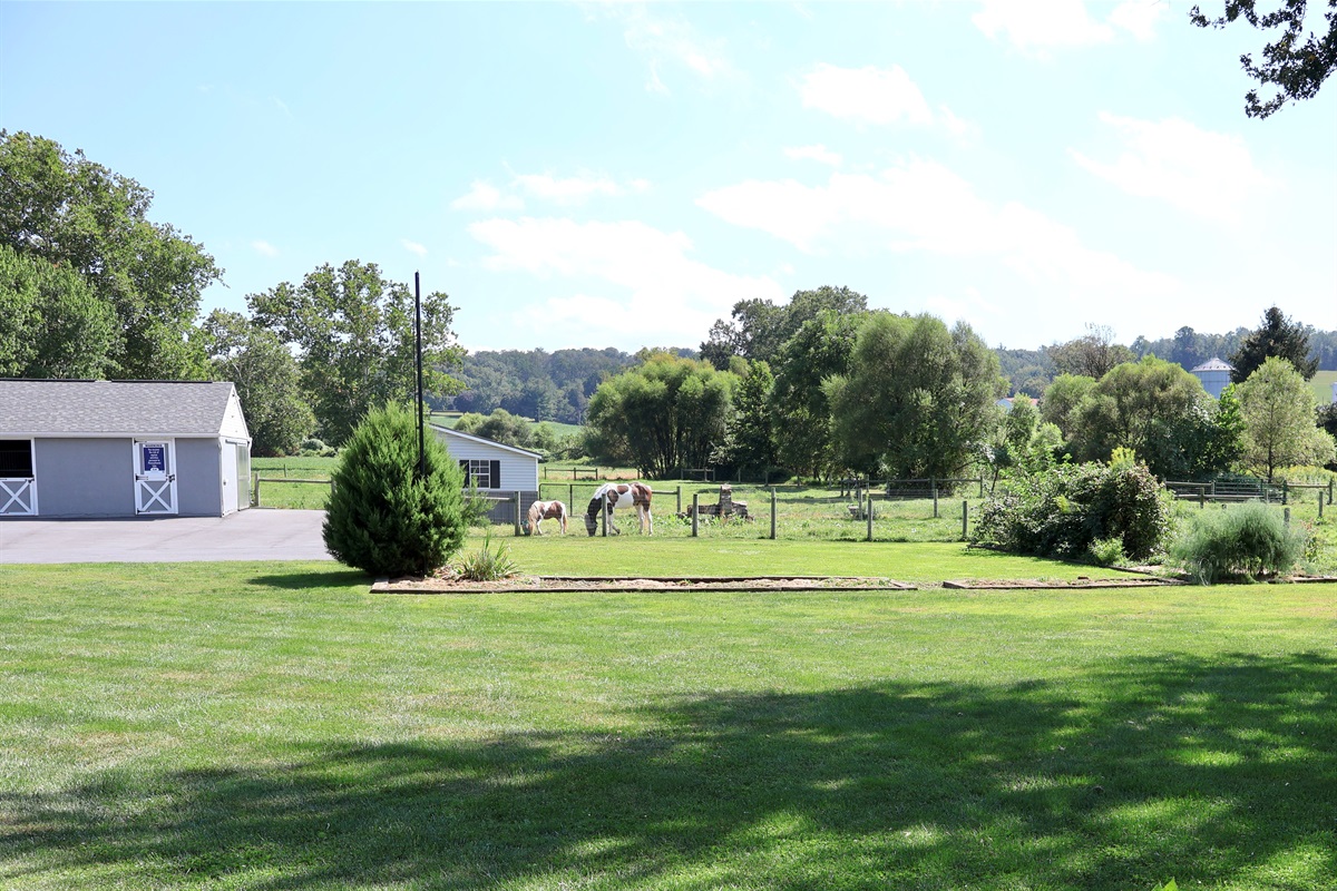 You'll see horses grazing in the backyard! (do not feed)