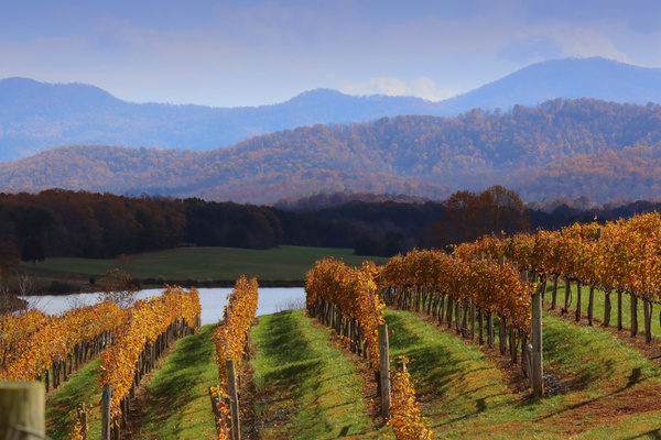 Discover the wineries of Nelson County and the Monticello Wine Trail, surrounded by beautiful Blue Ridge scenery. Photo: Steven Morris, Virginia Tourism Corporation
