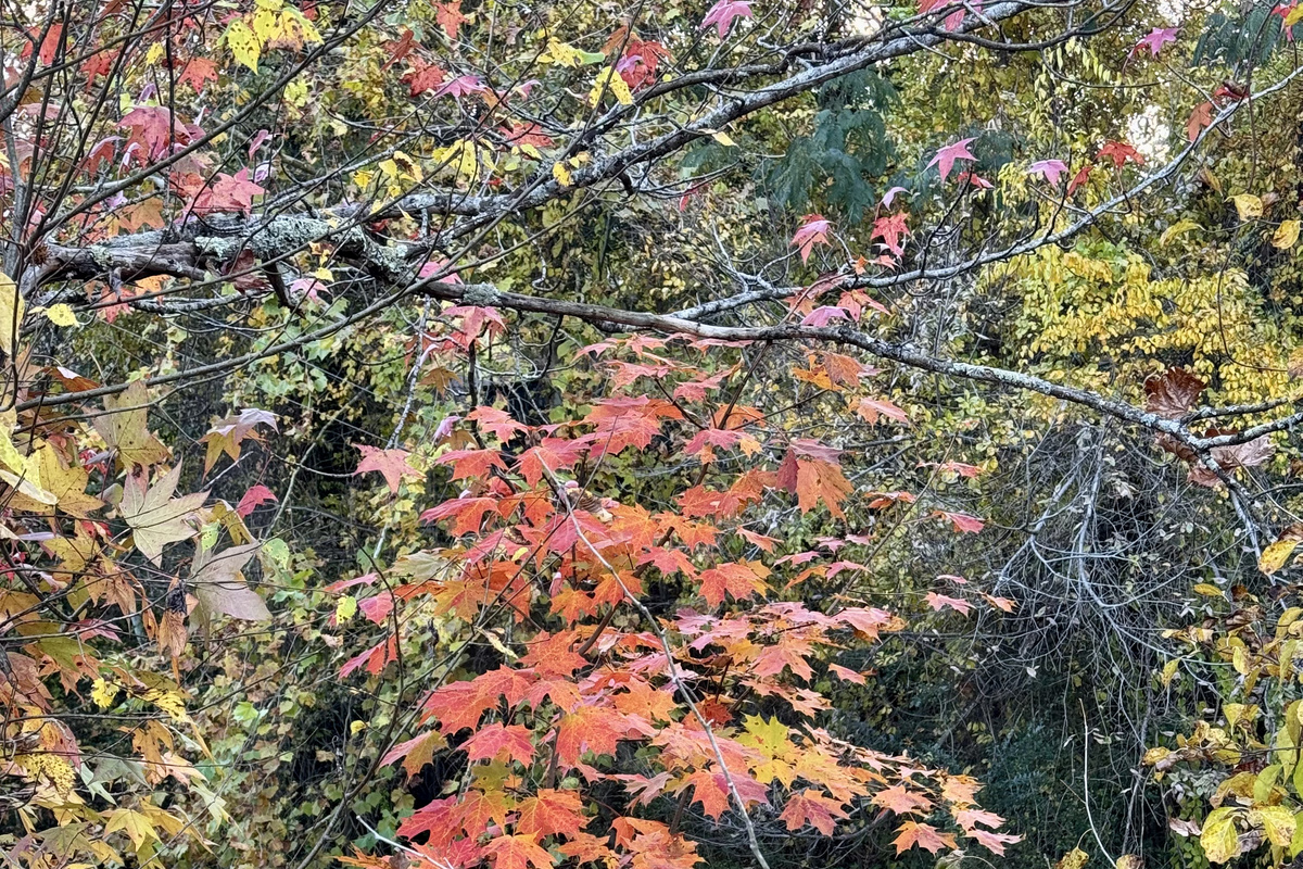 Fall in the Smokeys