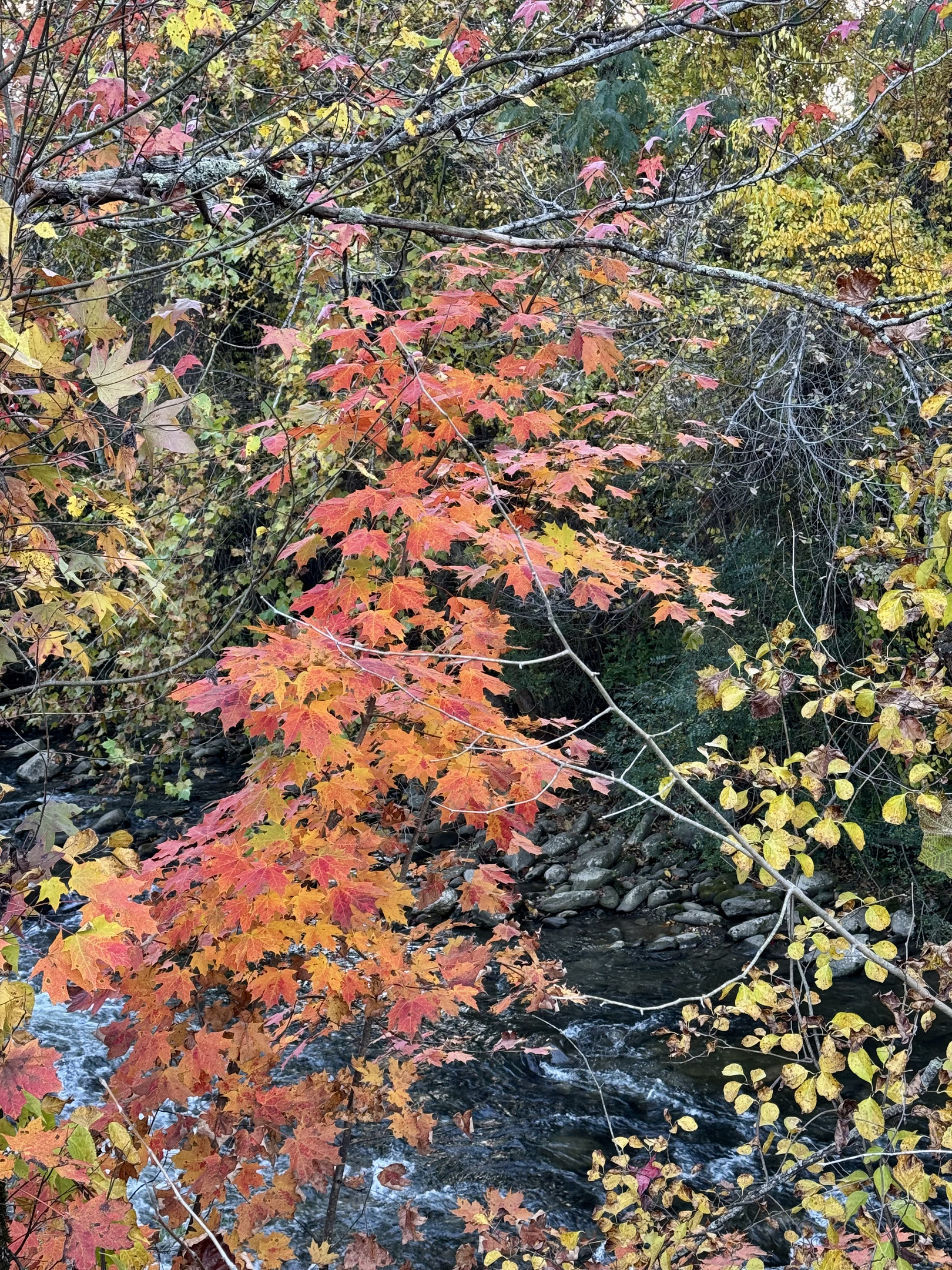 Fall in the Smokeys
