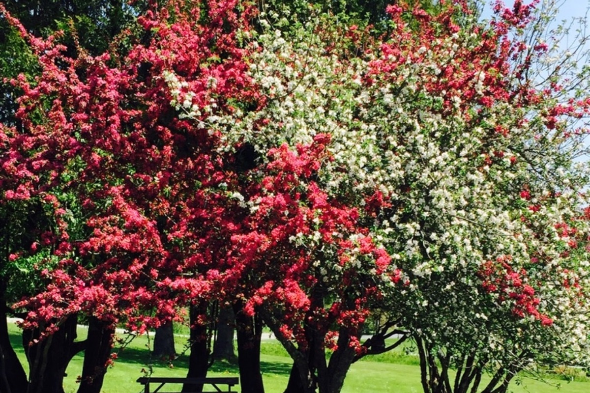 Apple tree in bloom