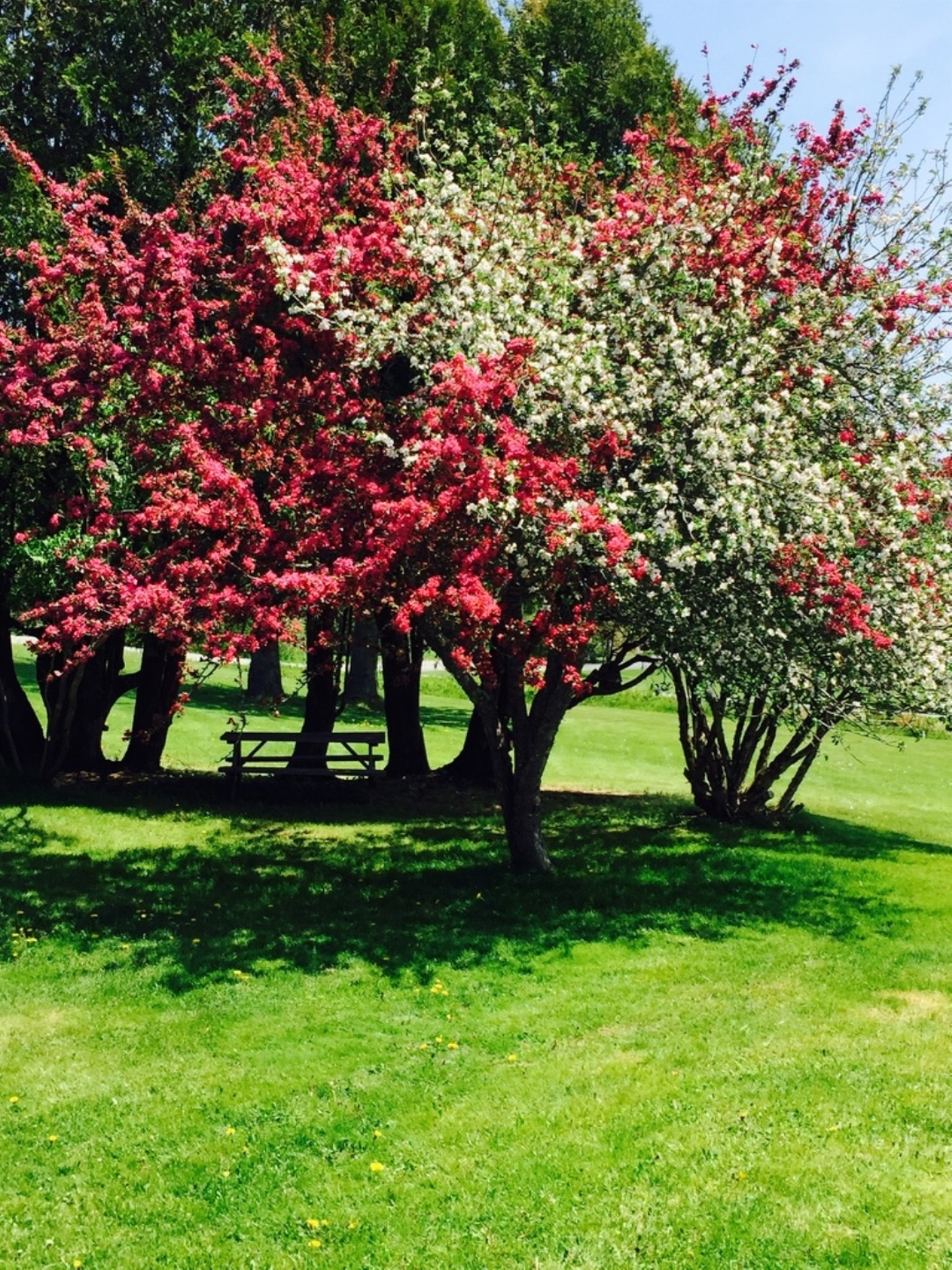 Apple tree in bloom