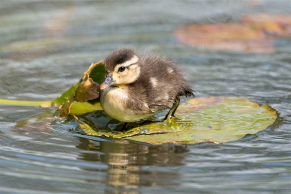 The canal is a beautiful habitat brimming with birds year round.  In the Spring our guests are in for a real treat because the canal becomes a nursery for our new generation of migratory ducks. Enjoy birdwatching from our back deck & kitchen window 