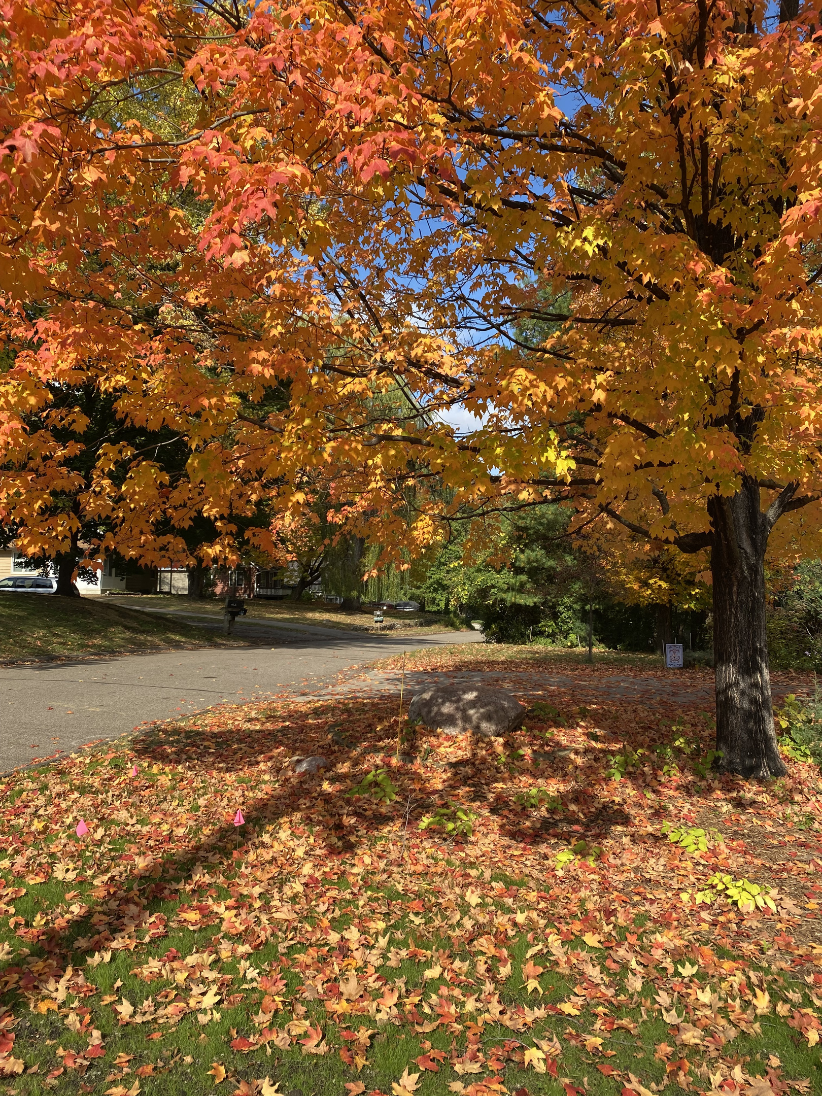 Minnesota brilliant FALL colors. 