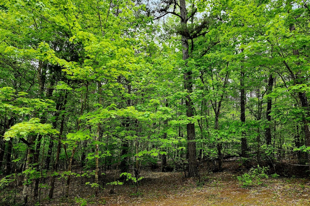 Back yard- backs up to acres of forest preserve. Wonderful hiking! Great for the dogs!
