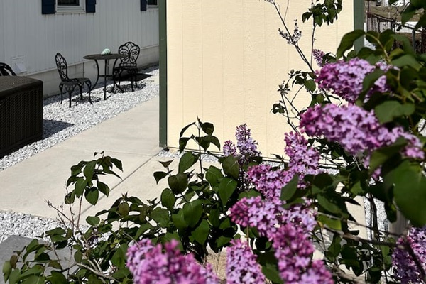 Back Courtyard