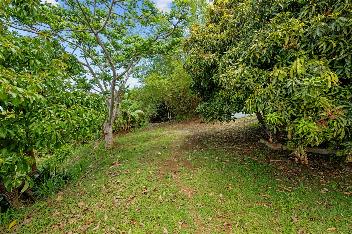 The property is filled with fruit trees! Take a walk and enjoy the local plant life.