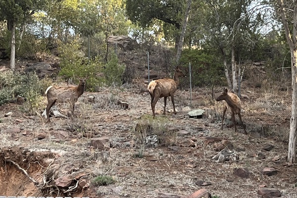 elk teenagers visit the front hill