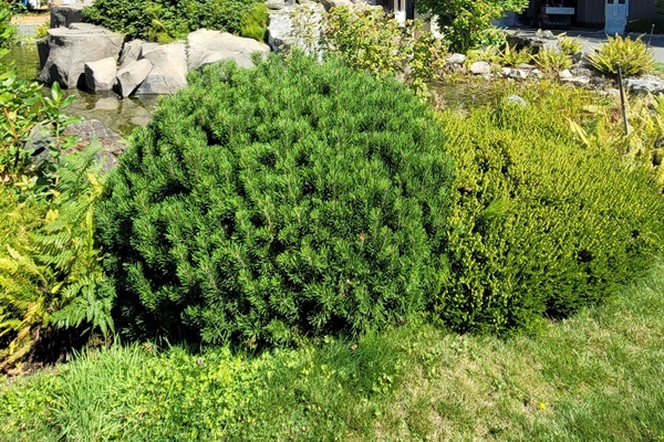 The Resort! Your home away from home! 