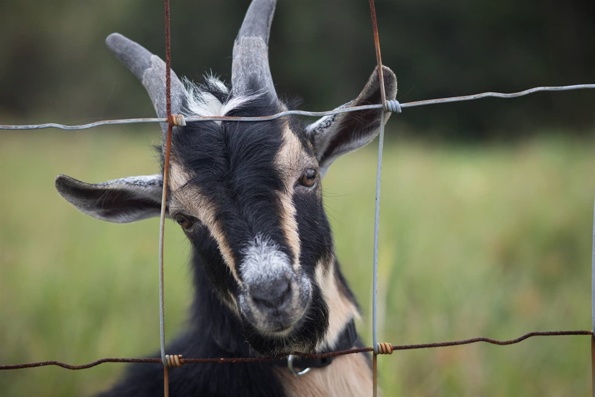 This handsome fella is Milo, our resident "ladies man." He's sure to charm you.