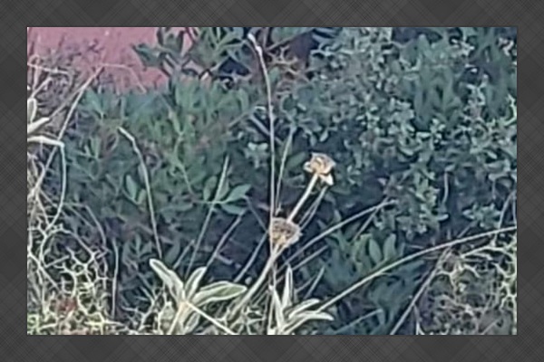 Beware of goats along the roadways!