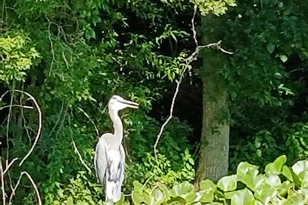 Pelicans at the lake