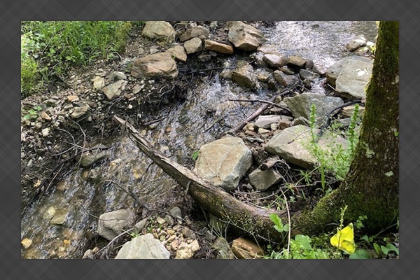 Creek in the secluded backyard